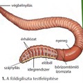 Gyűrűsférgek törzse