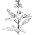 Salvia officialis, avagy az orvosi zsálya