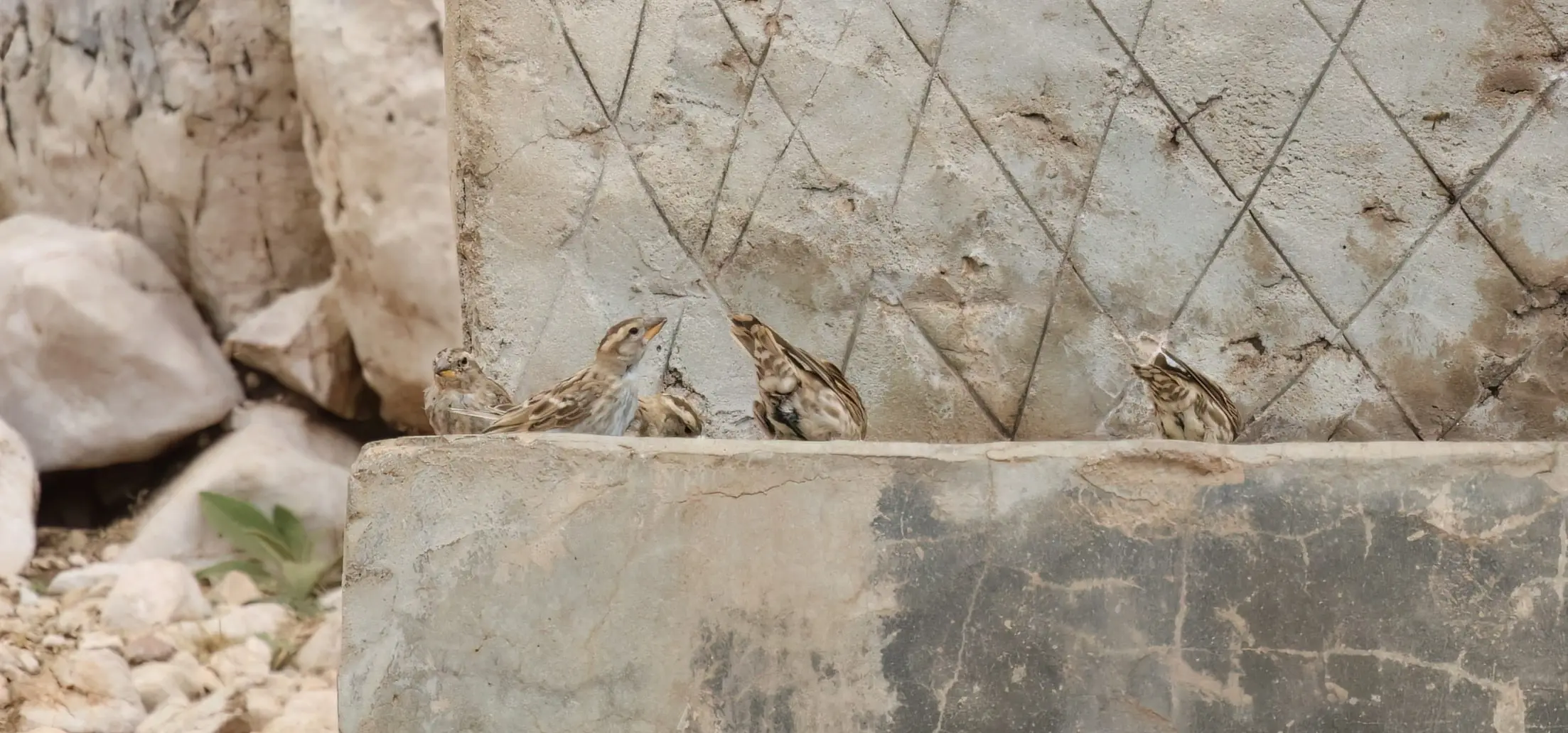 024b5347.webp