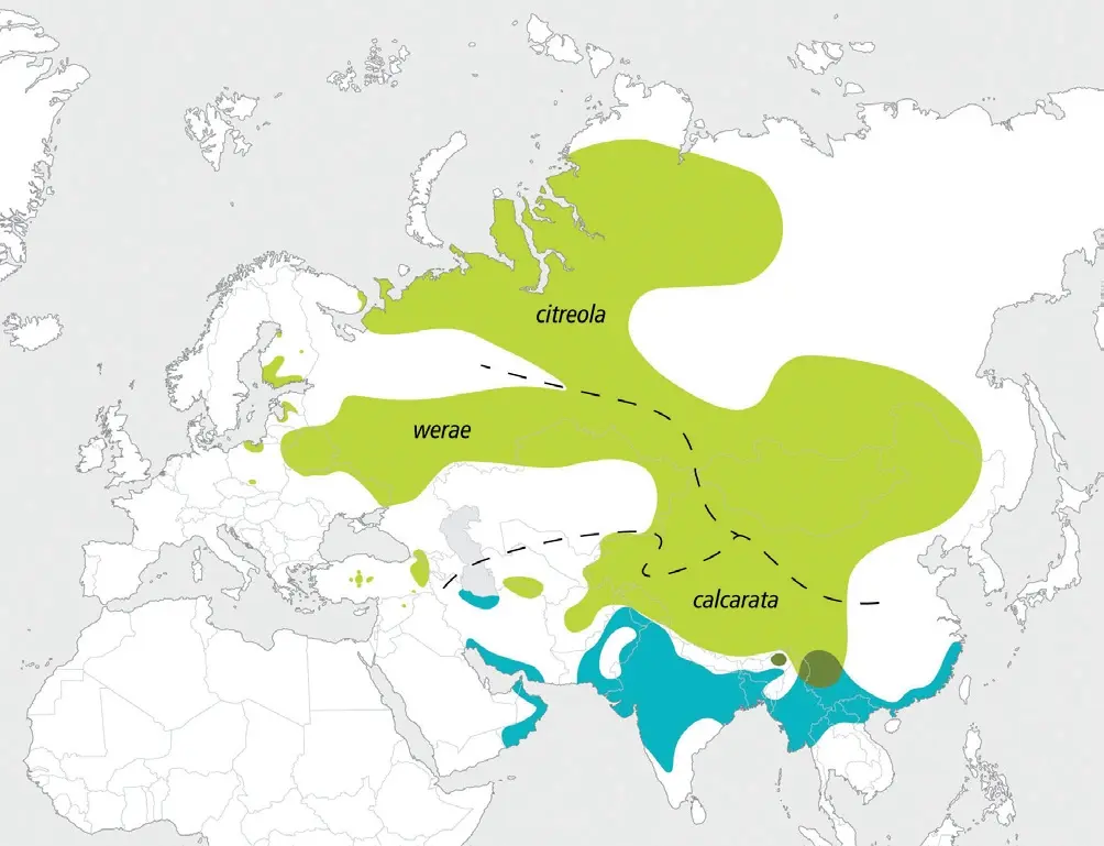 citmap.webp