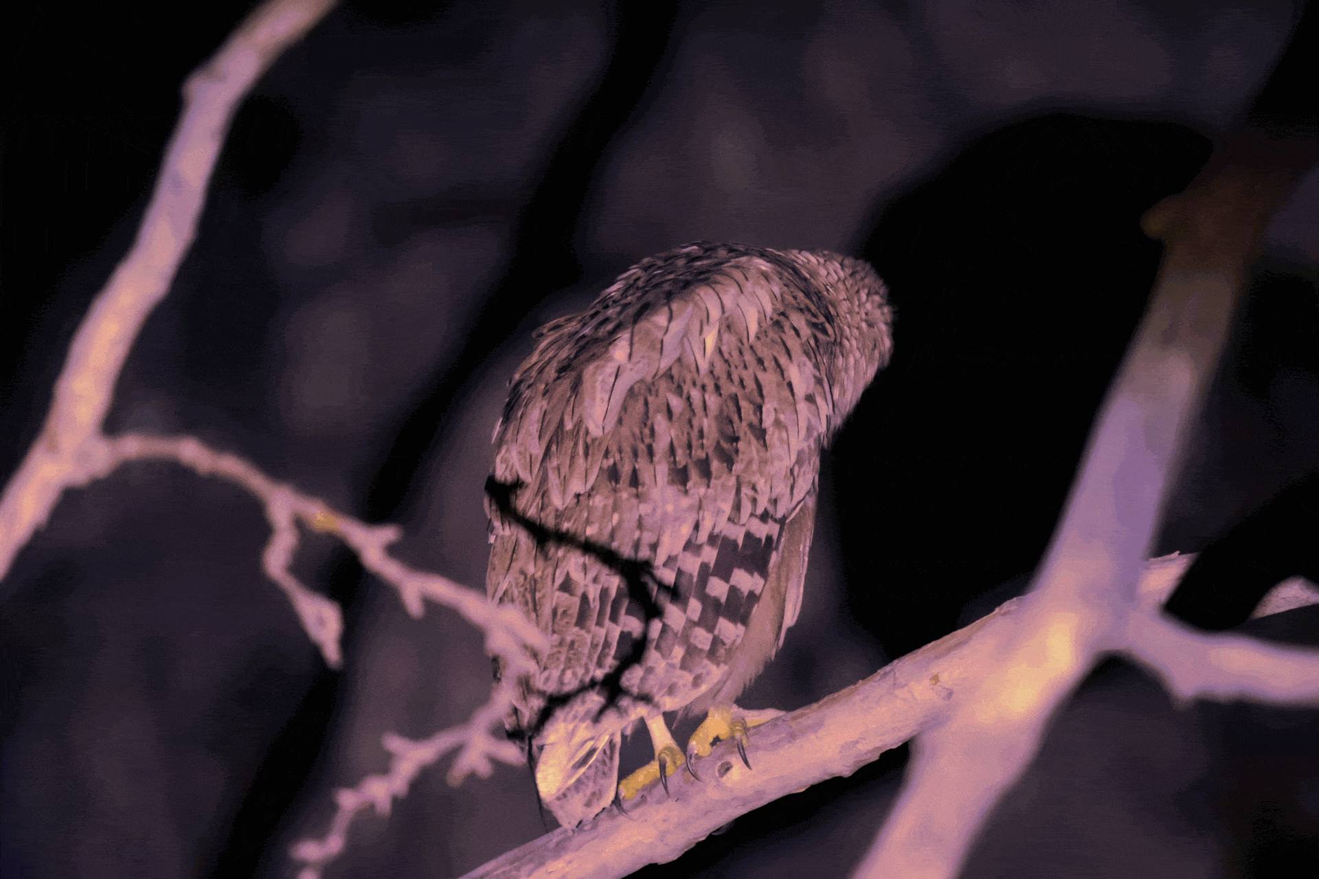 owlgif1.gif