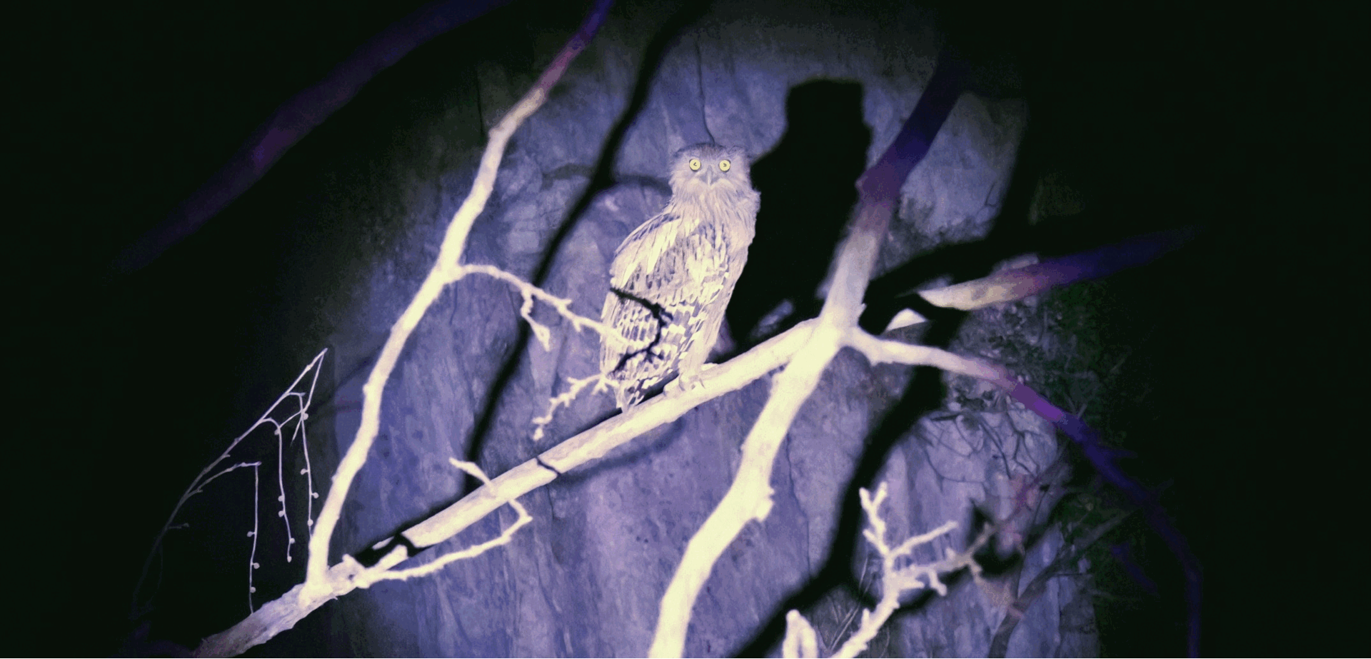 owlgif2.gif
