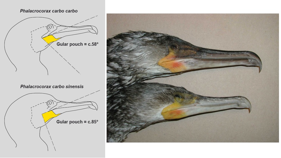 phalacrocorax_carbo-sinensis.jpg