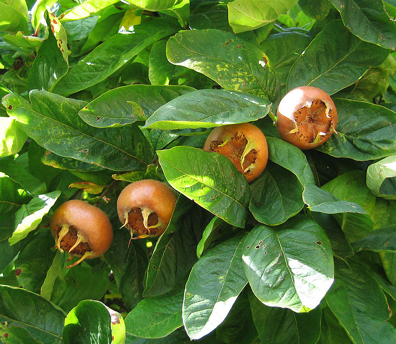 800px-medlar_pomes_and_leaves.jpg