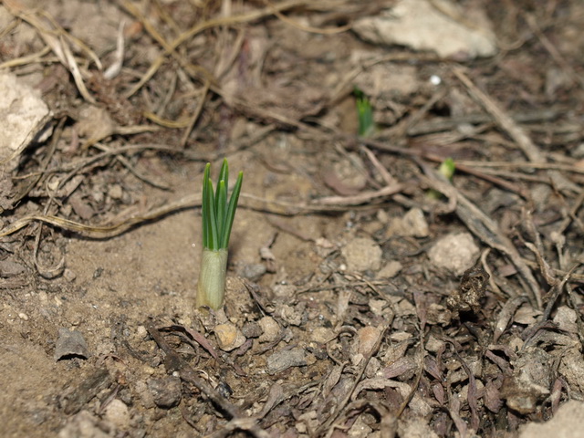 P1037505-crocus_resize.jpg