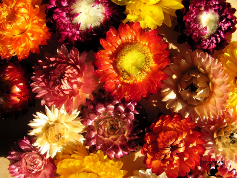 everlasting_strawflowers.jpg