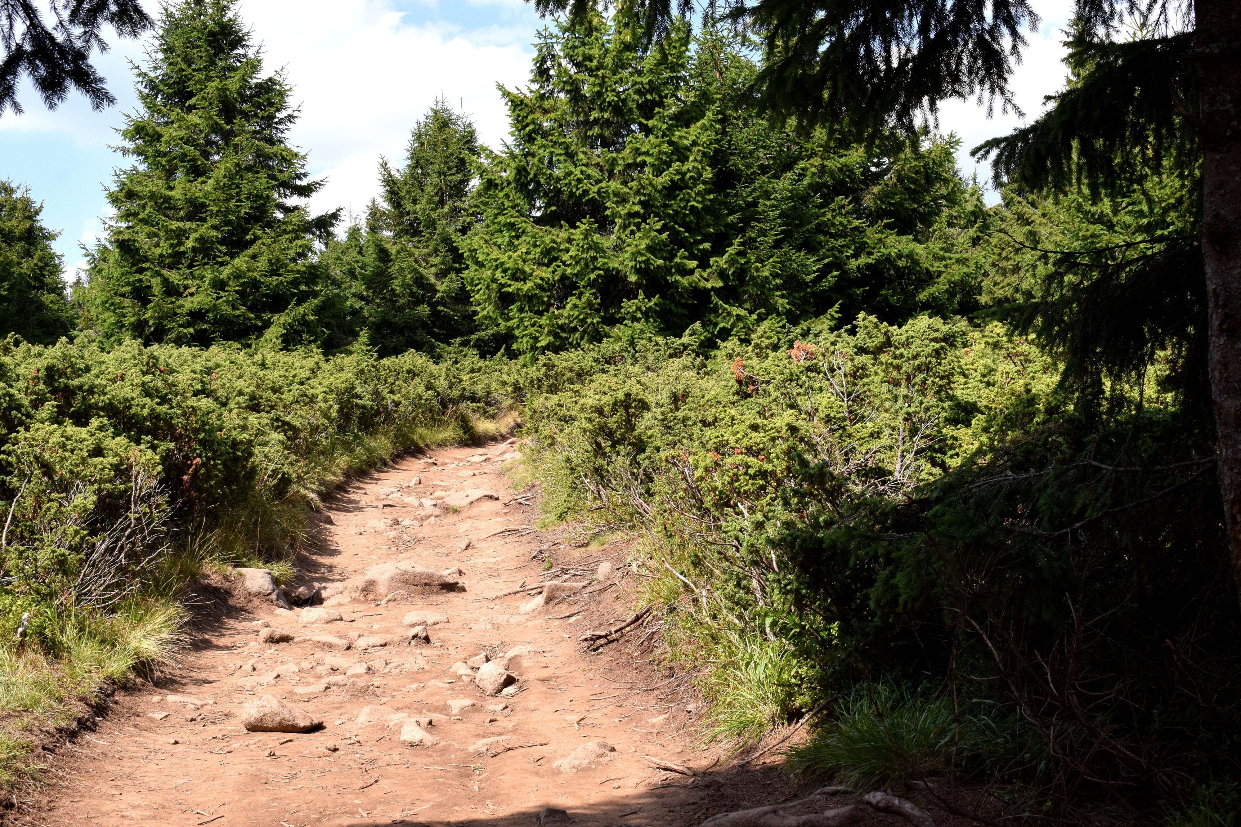 A Madarasi Hargitára egy kellemes, viszonylag könnyű út vezet fel. A kék háromszöget kell követni, 1,7 km az út és csak a vége meredekebb.