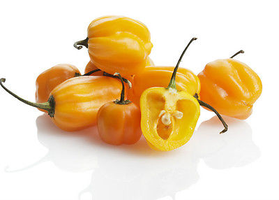 hot-pepper-habanero-burkina-yellow-2044-p.jpg