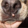 Papillomavírus a kutyáknál: veszélyek és kezelési lehetőségek