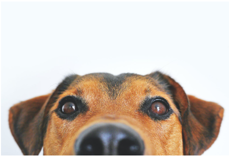 Ügyeljünk a kutyánk egészségére: Ismerjük meg a leggyakoribb kutyabetegségeket