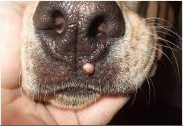 Papillomavírus a kutyáknál: veszélyek és kezelési lehetőségek