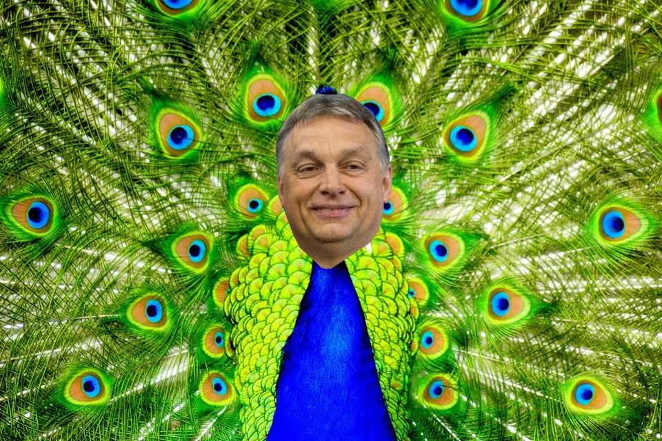 orban_pava.jpg