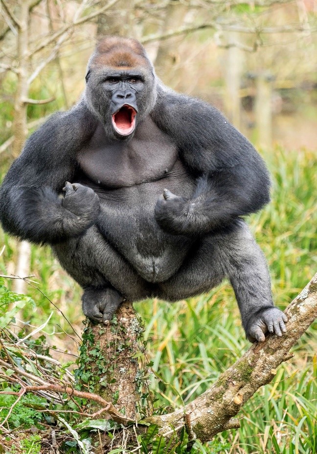 gorilla.jpg