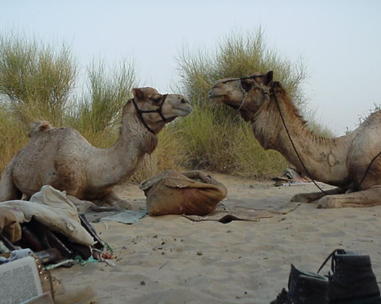 Jaisalmer  - Arany város, teve hegyek