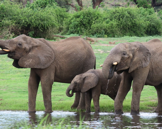 Dél-Afrika Overland 5. - Elefántok nem a porcelánboltból