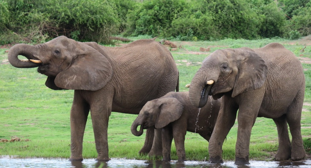 Dél-Afrika Overland 5. - Elefántok nem a porcelánboltból