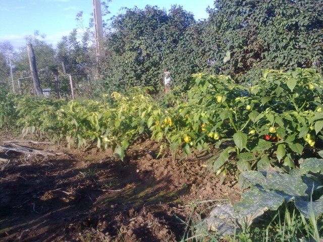 Ecetes paprika
