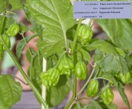 22a papajoe_scotch_bonnet.jpg