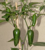 26 jalapeno.jpg