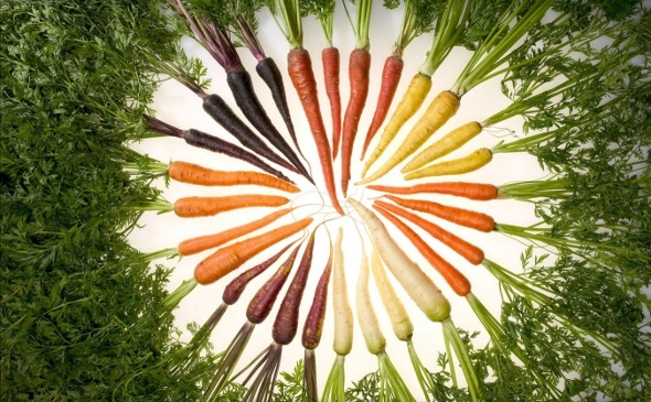 circle of carrotslge.jpg