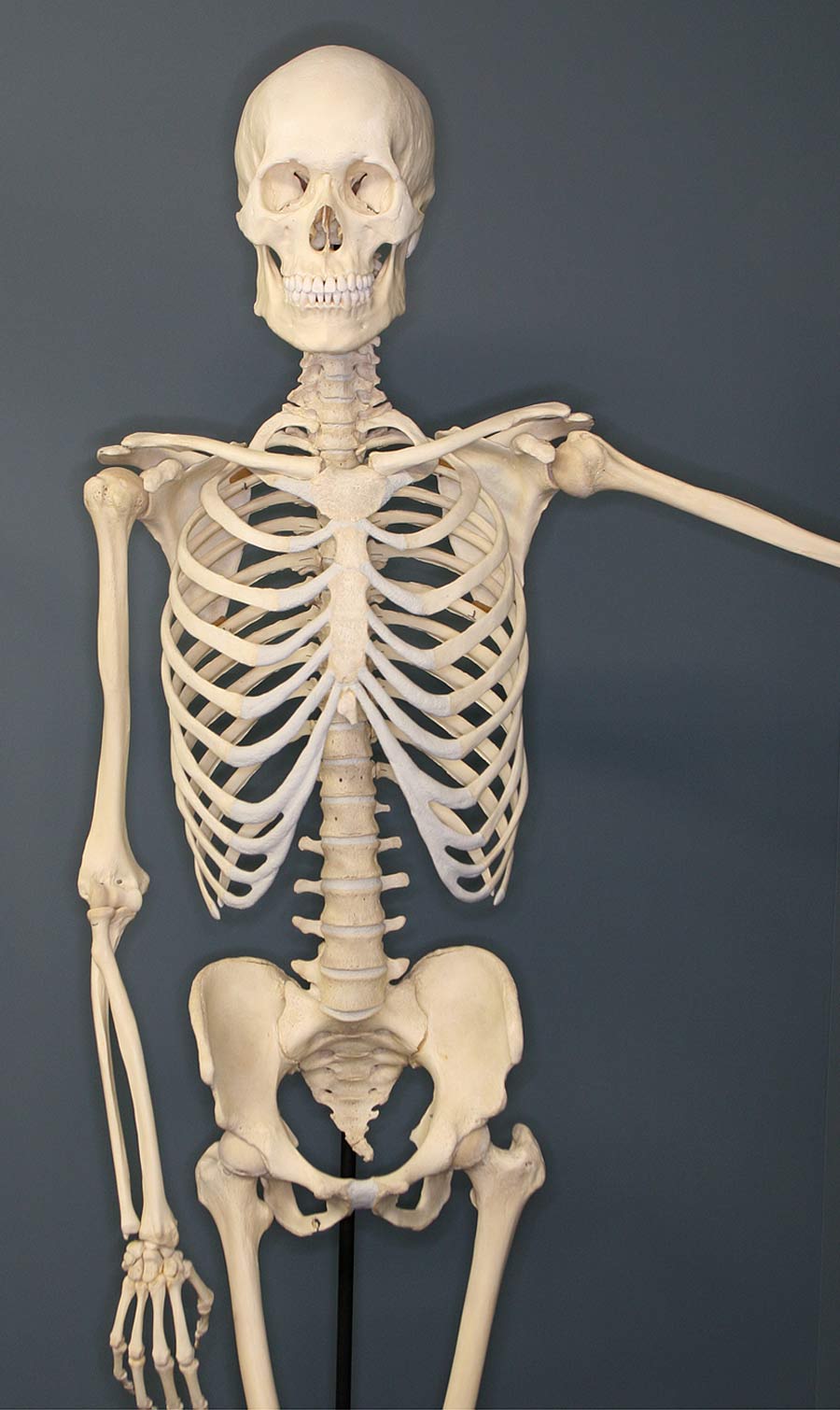 human-skeleton.jpg