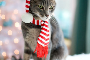 Ezek a legjobb macska outfitek karácsonyra!
