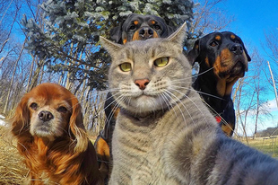 Ilyen, amikor az állatok lőnek egy Selfie-t