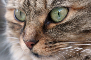 5 dolog, amit nem tudtál a macskák etetéséről