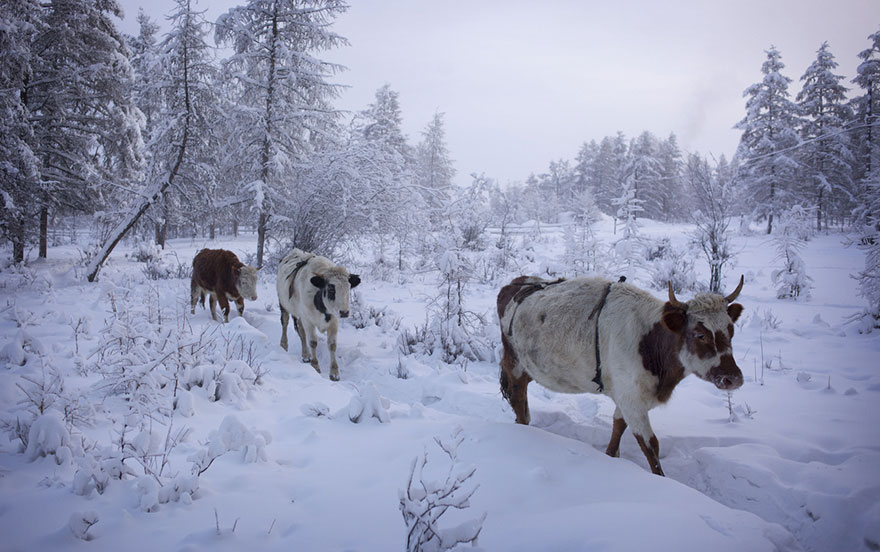 coldest-village-oymyakon-russia-amos-chaple-16.jpg