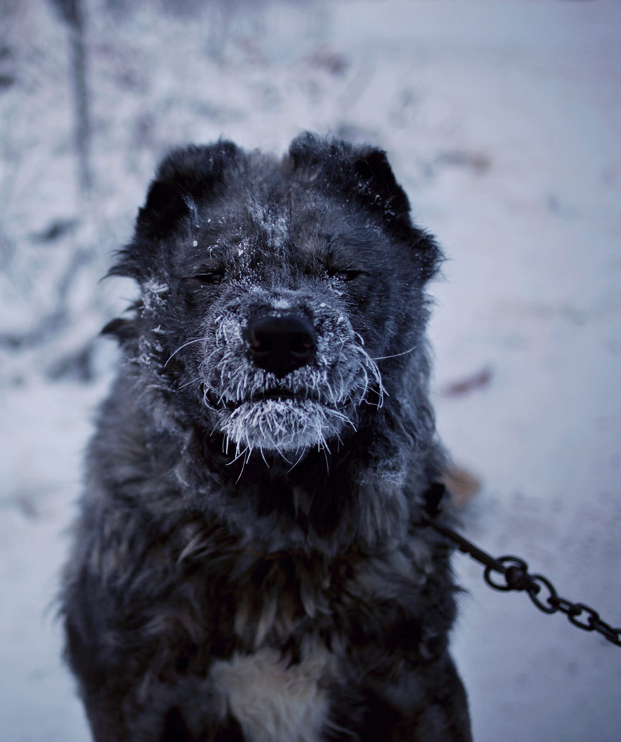 coldest-village-oymyakon-russia-amos-chaple-24.jpg