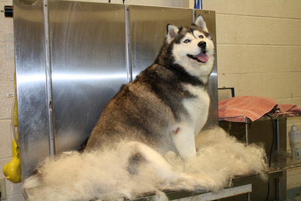 furminator_kutya.jpg