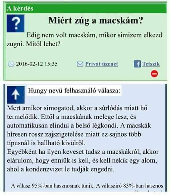 macska_zugas.jpg