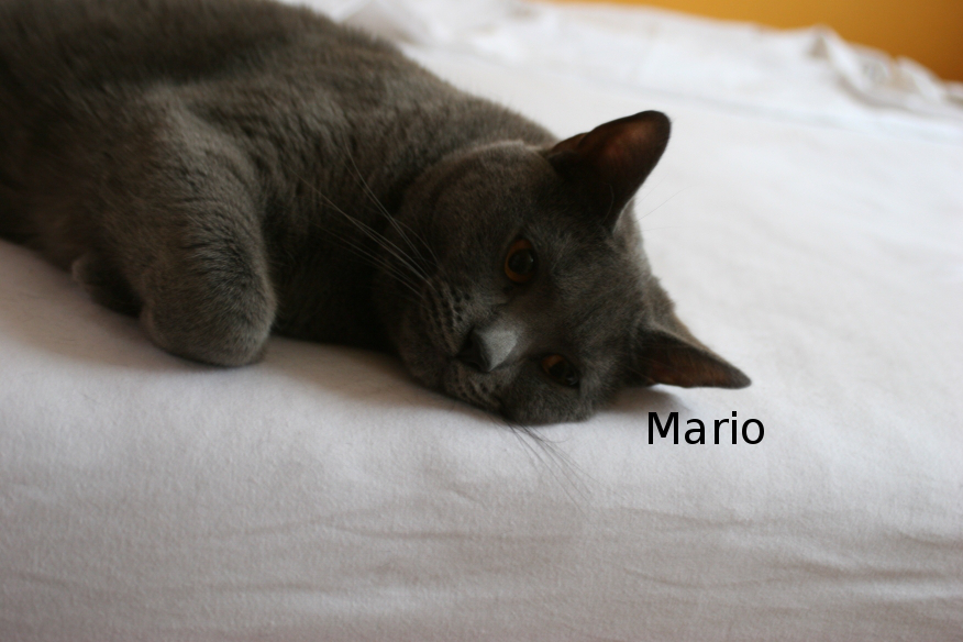 IMG_3919_Mario.JPG"