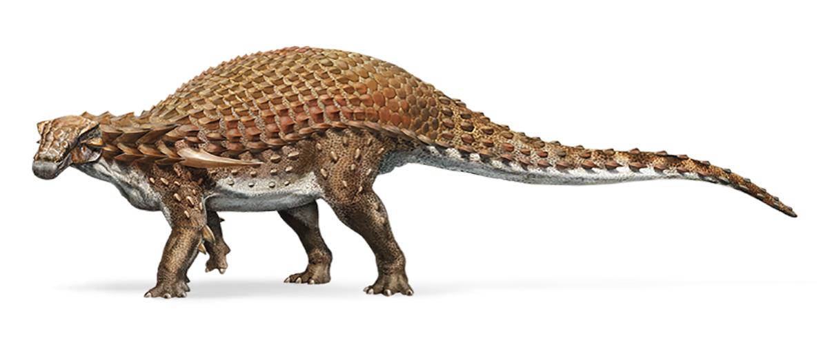 Illusztráció a Nodosaurusról