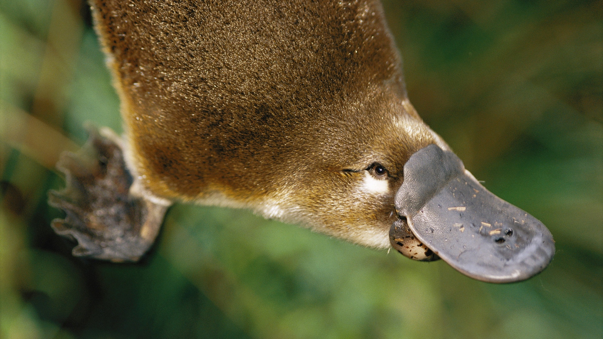 platypus4.jpg