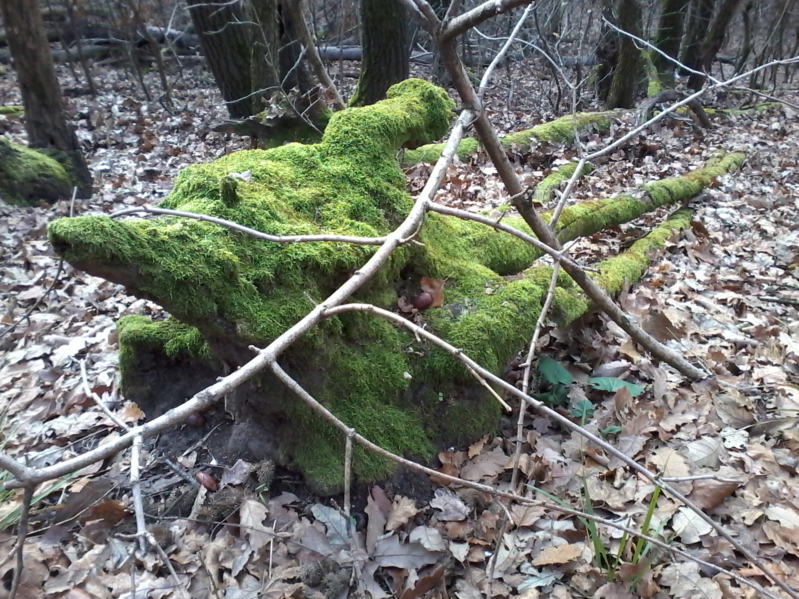 20161124_100313.jpg