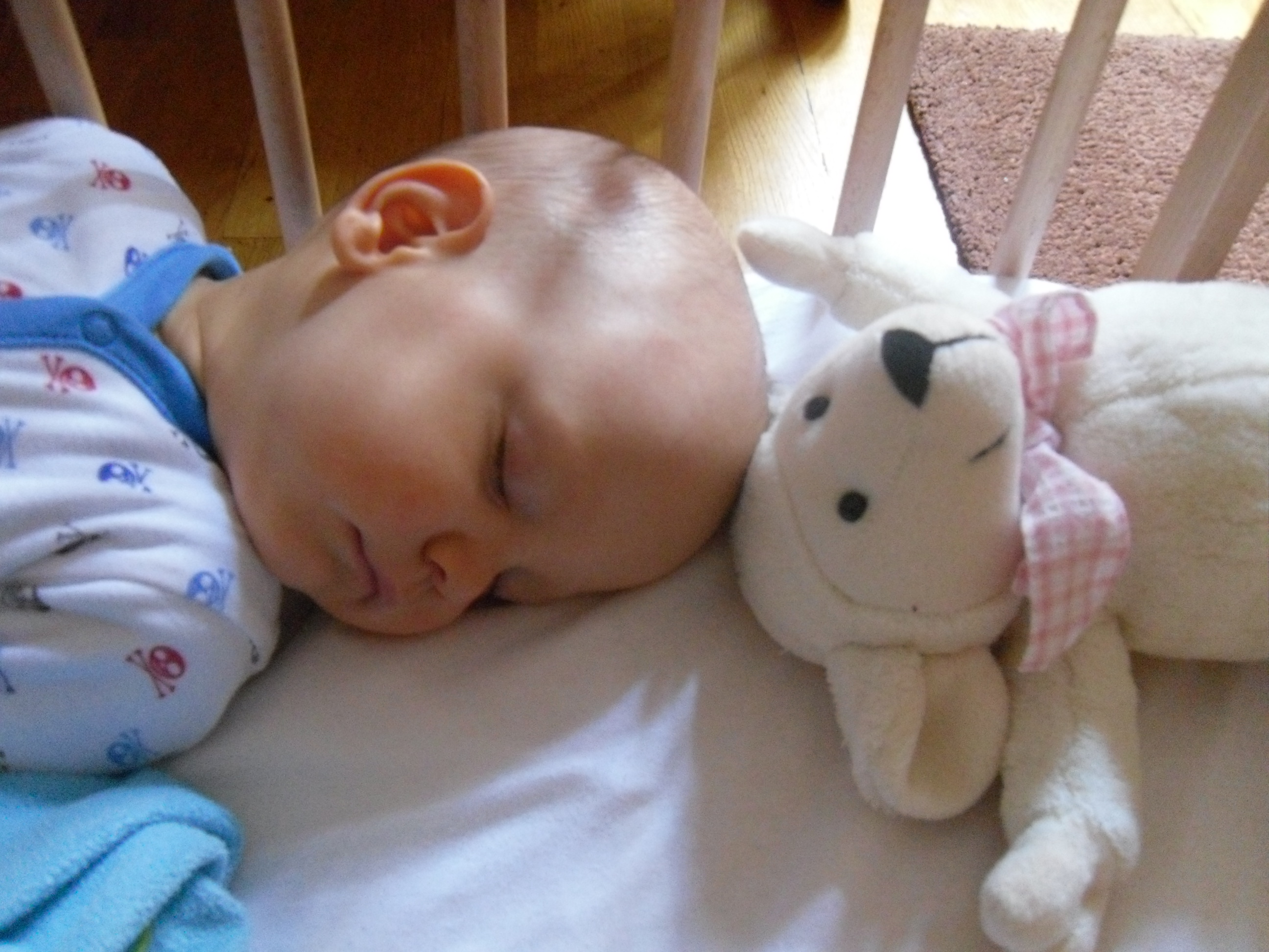 SAM_0229.JPG