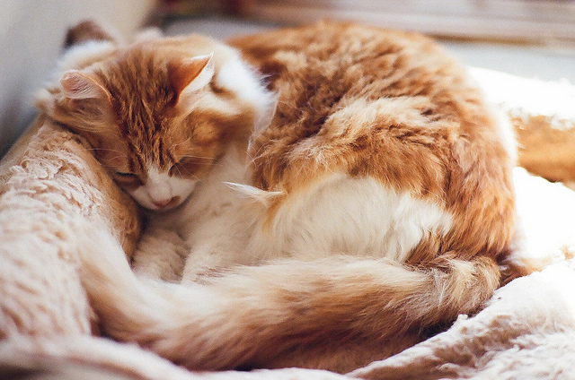 cat-sleep-sleeping-cute-white-beautiful-animal-vintage-photo-photography-Favim.com-462132.jpg