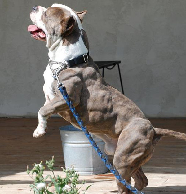 Most-Muscular-Dogs0005.jpg
