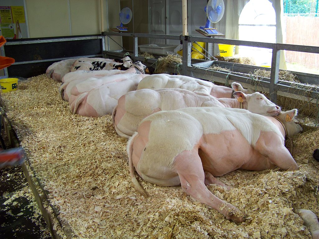 1024px-belgian_blue_cattle_at_foire_agricole_de_libramont_2008.jpg