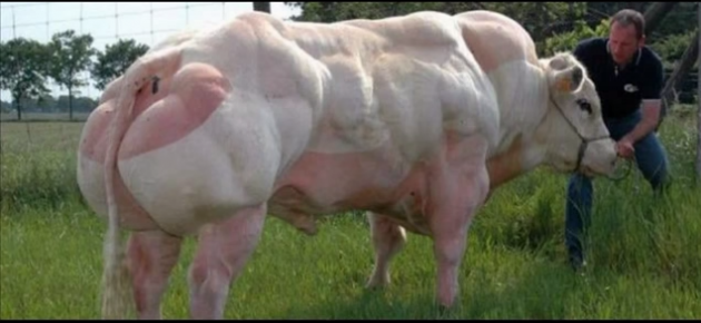 belgian-blue-bull-630x290.png