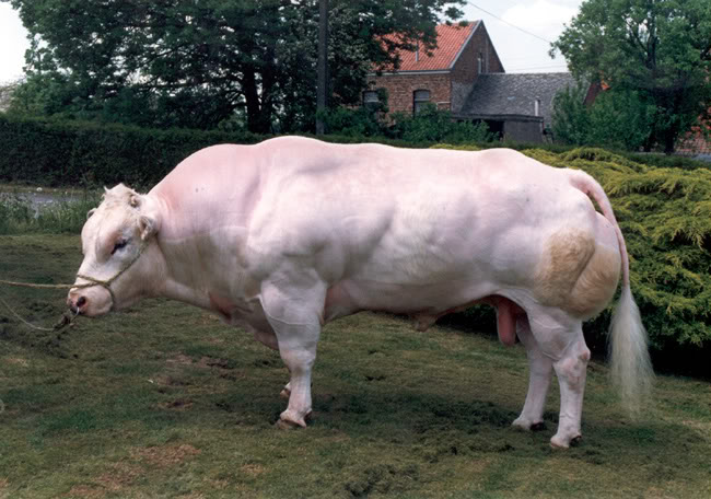 belgian_blue.jpg