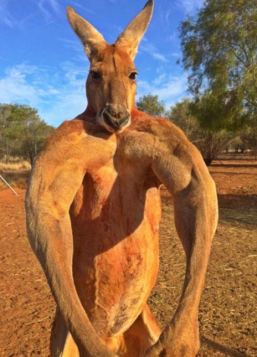 musclebound_kangaroo_03.jpg