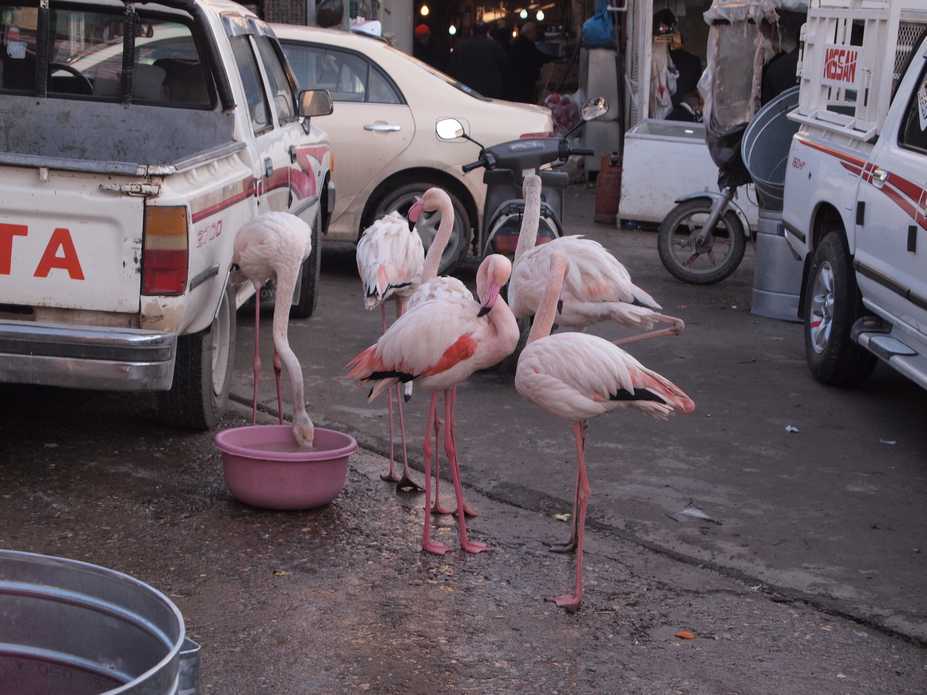 flamingo 1.JPG