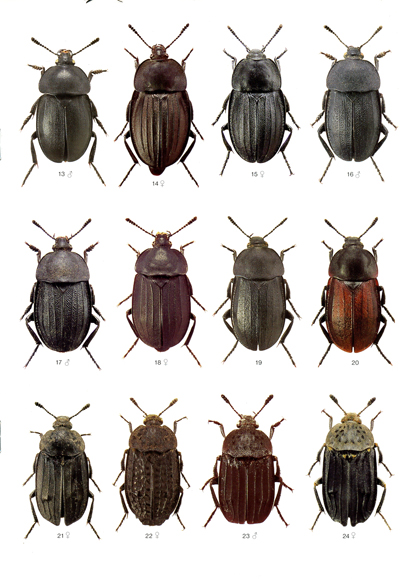 Folia_Heyrovskyana_Silphidae002.jpg