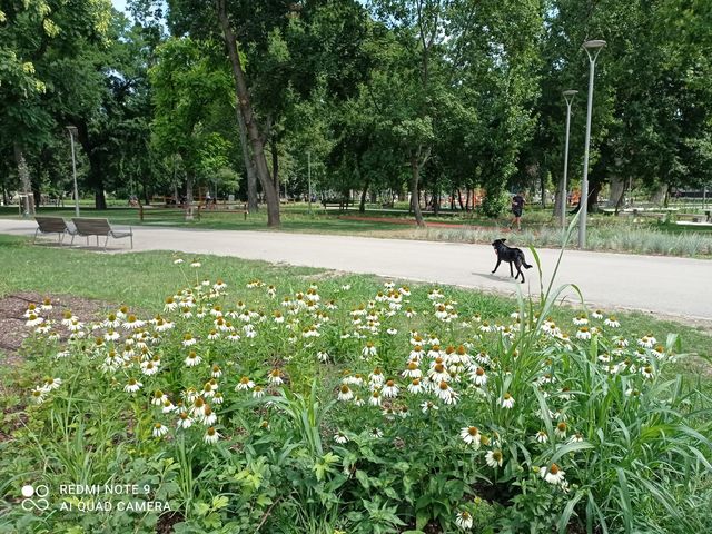 #9 Városliget, a bázis