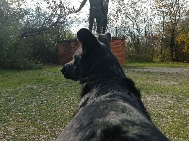 #47 Memento Park, Kamaraerdő