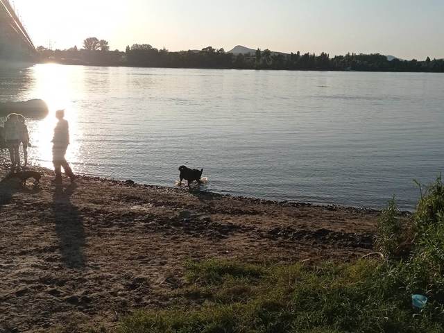 Pórázlazító kitérő –  A strandszezon nyitánya a Népszigeten