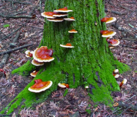 ganoderma-1.jpg