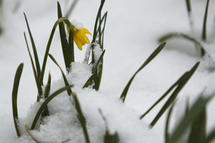 VESZÉLYES VÁLTOZÉKONYSÁG: Március végére Érden is visszatérhet a tél